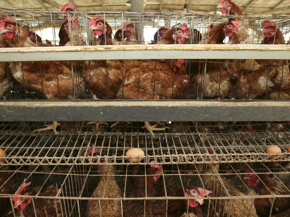 ForbesWomen's tweet photo. The Humane League Works To Free Factory Farm Animals From Horrid Conditions https://t.co/M1C4MXYx4t https://t.co/KOYc7ONvHD