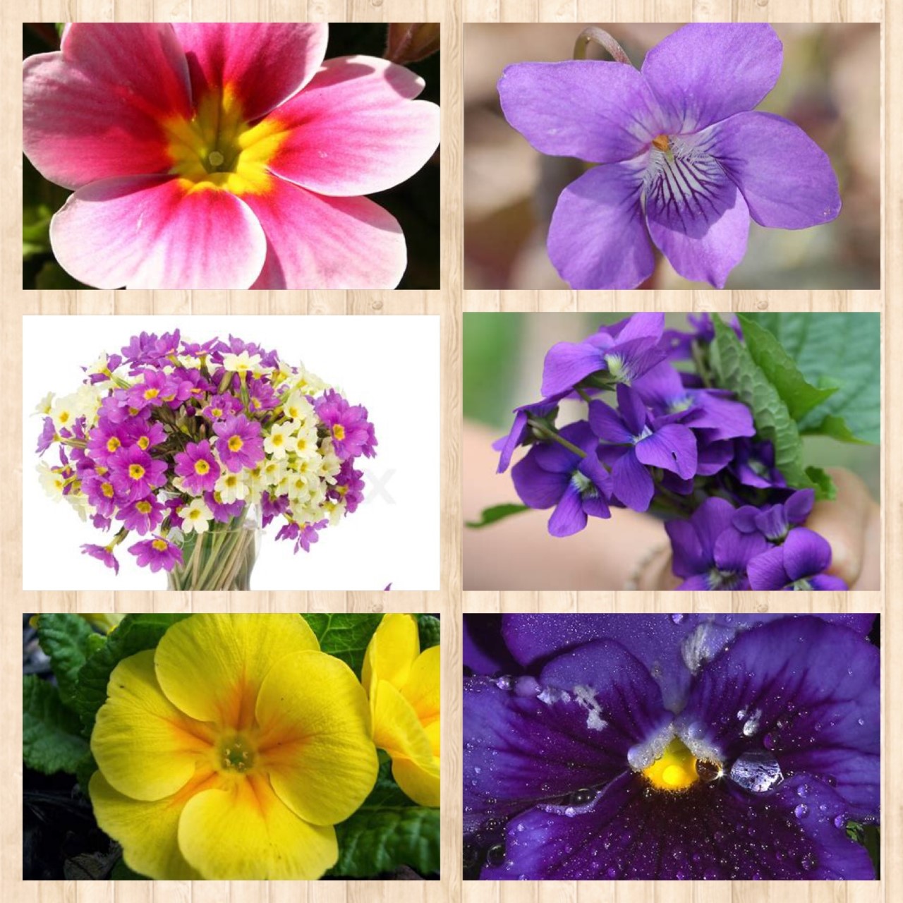 Grower Direct on Twitter "February's birth flowers are violet