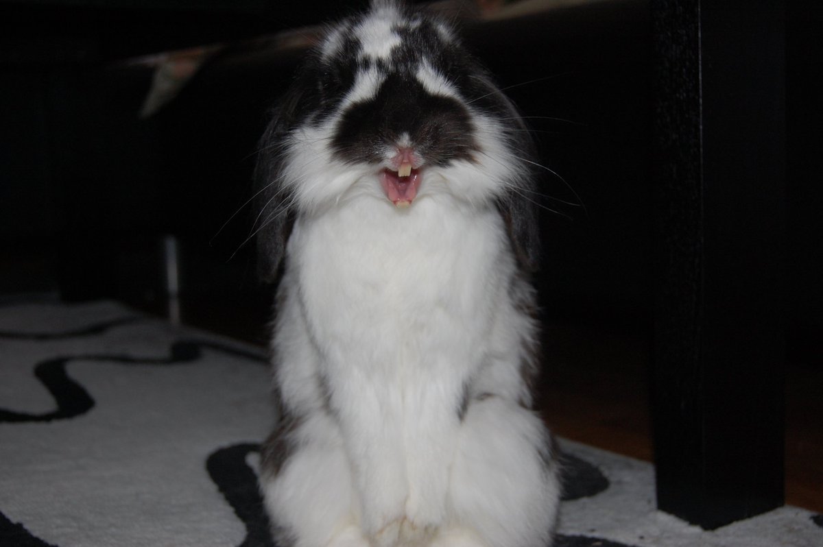 idk but this is still the best bunny photo ever