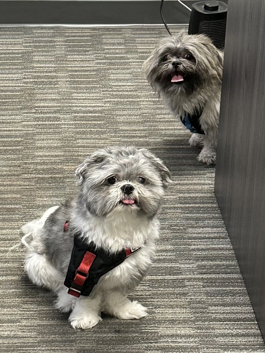 awkwardgoomba's tweet photo. @Chewy What do they look like, Chewy? 😂 https://t.co/RBtDi8qzAH
