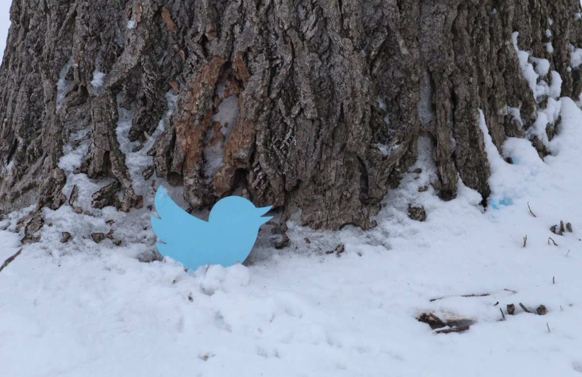 ❄️Some tree species are vulnerable to injury during the winter. Read more about winter injury to trees and how you can help protect your trees❄️: mortonarb.org/plant-and-prot…

#winter #weather #snow #WinterStorm #nature #snowstorm