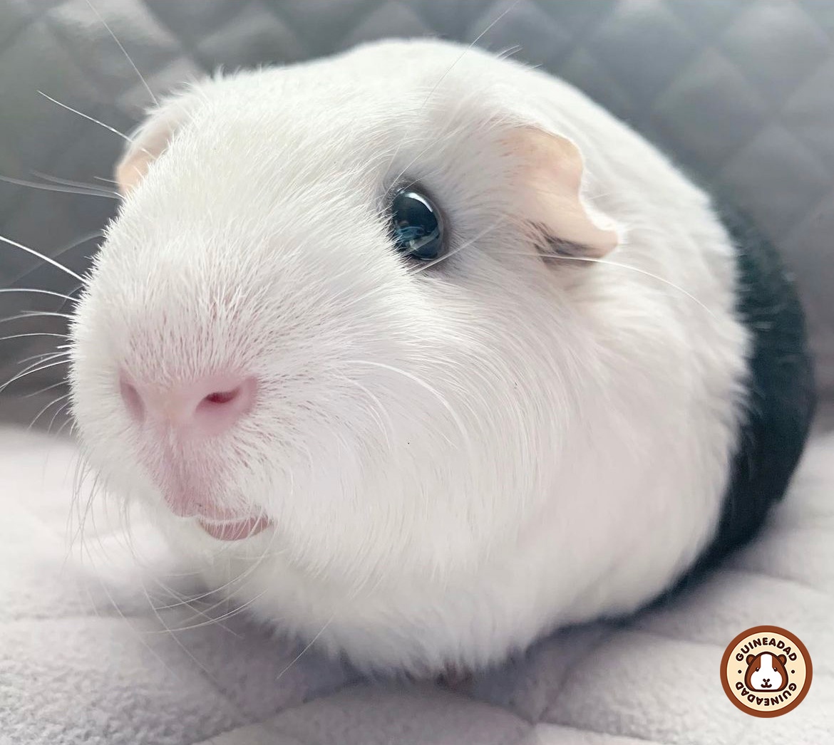 GuineaDad's tweet photo. Everyone check out our amazing #GuineaDadModel of the week! Our Linus feeling loved with GuineaDad Liner! Wishing you many more happy years together. 🥰 #ProudPigParents #GuineaPigLove
❤ Click the link below to shop GuineaDad Liner!
https://t.co/FZKSOijYeA https://t.co/fm8FiYaHb6