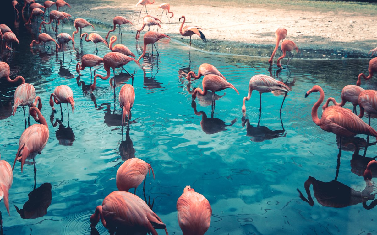 Trinity College Dublin (@tcddublin) on Twitter photo Flocking #flamingos in groups of 50 or more and introducing new faces to a population may hold the keys to encouraging successful reproduction, according to new research from <a href="/TCD_NatSci/">School of Natural Sciences, Trinity College Dublin</a>, <a href="/UniSouthDenmark/">Uni Southern Denmark</a> and <a href="/species360/">Species360</a>.
Read more: bit.ly/3Jey7lb Flocking #flamingos in groups of 50 or more and introducing new faces to a population may hold the keys to encouraging successful reproduction, according to new research from <a href="/TCD_NatSci/">School of Natural Sciences, Trinity College Dublin</a>, <a href="/UniSouthDenmark/">Uni Southern Denmark</a> and <a href="/species360/">Species360</a>.
Read more: bit.ly/3Jey7lb