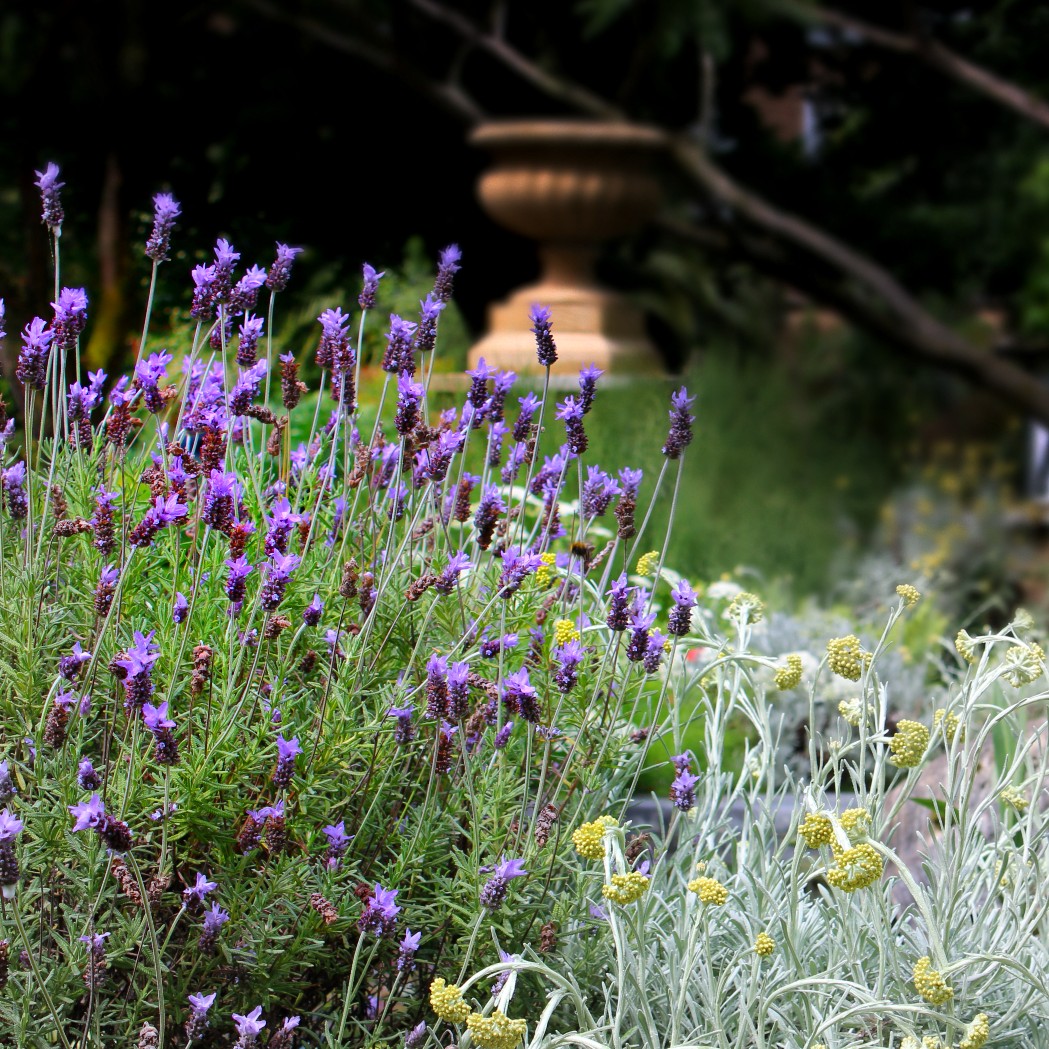 A Dash of Lavender: Celebrating #LGBTQ+ History Month with <a href="/queerbotany/">Queer Botany</a> (1 - 28 February 2023)

Including a trail around the Garden, installations and outdoor exhibitions, drawing workshops, a poetry evening and a panel discussion. 

Read more &amp; book: bit.ly/3ZZhtMp.