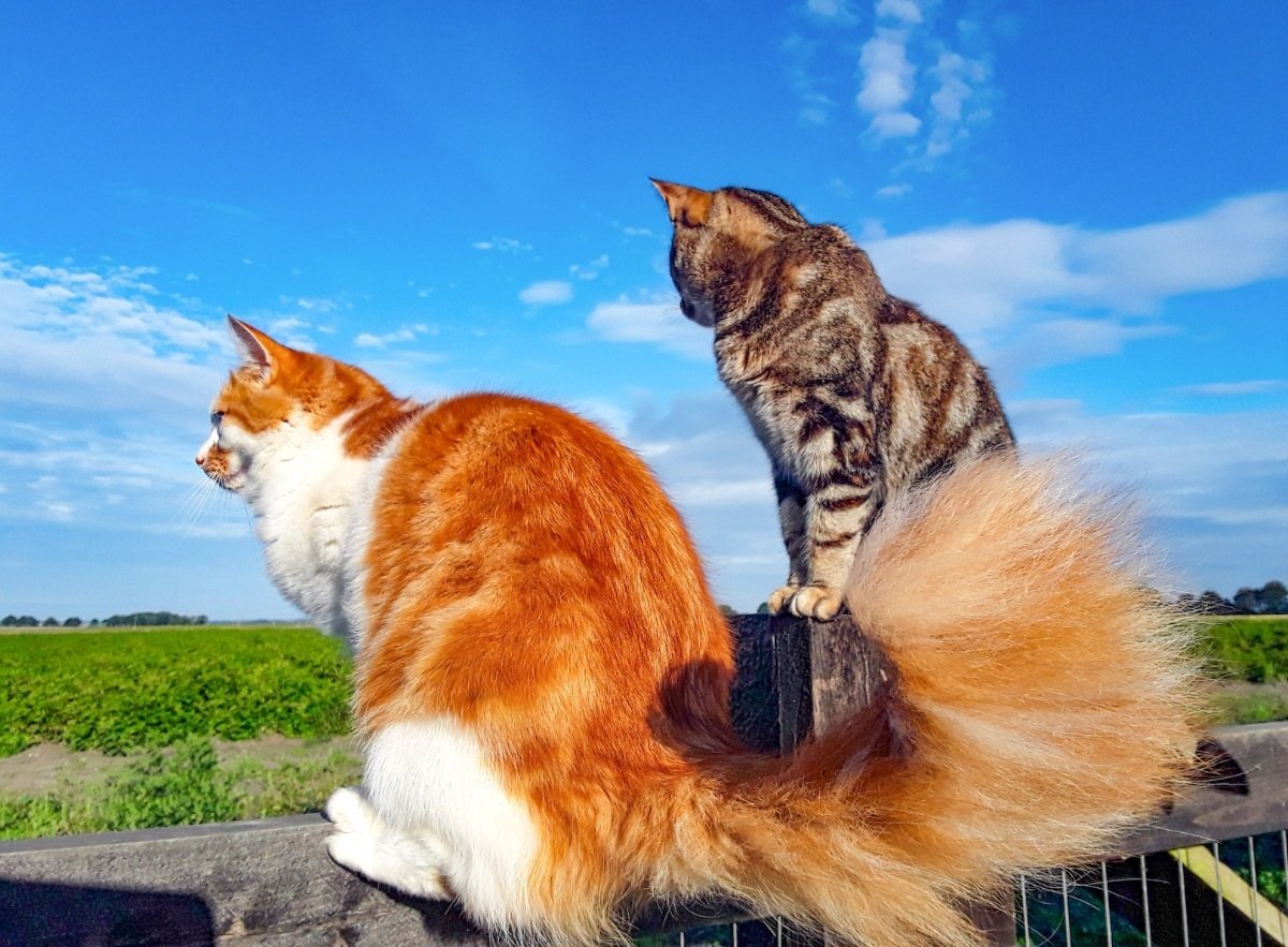 chris_alpacas's tweet photo. #ThrowbackThursday "That tail!" #CatsofTwittter #CatsOnTwitter #RIPHarriet #mumanddaughter #memories https://t.co/XBk90kMcqF