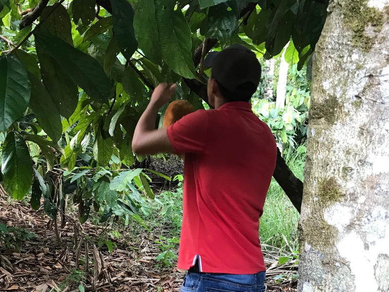 How Amazonian farms supply Clariant with ingredients nutraceuticalbusinessreview.com/news/article_p…