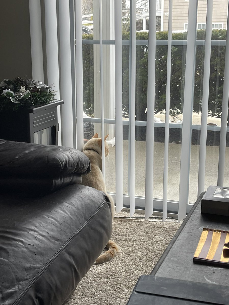 HeavenlyHues1's tweet photo. He loves this big “window” we have now. He’s always looking outside. #CatsOfTwitter #springyet #FlamePointKittyCrew https://t.co/bnSi0YX4CX