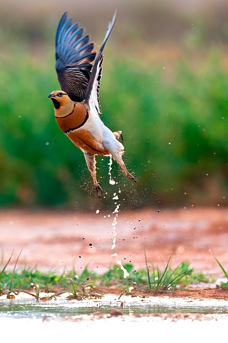 We have a liftoff!

My latest blog on the website of #vogelbescherming is online. About the two stunning species of Sandgrouse Europe. Here the Pin-tailed Sandgrouse in #belchite. 

The blog and more images here: vogelbescherming.nl/actueel/berich…

(Blog in Dutch)

#pintailedsandgrouse