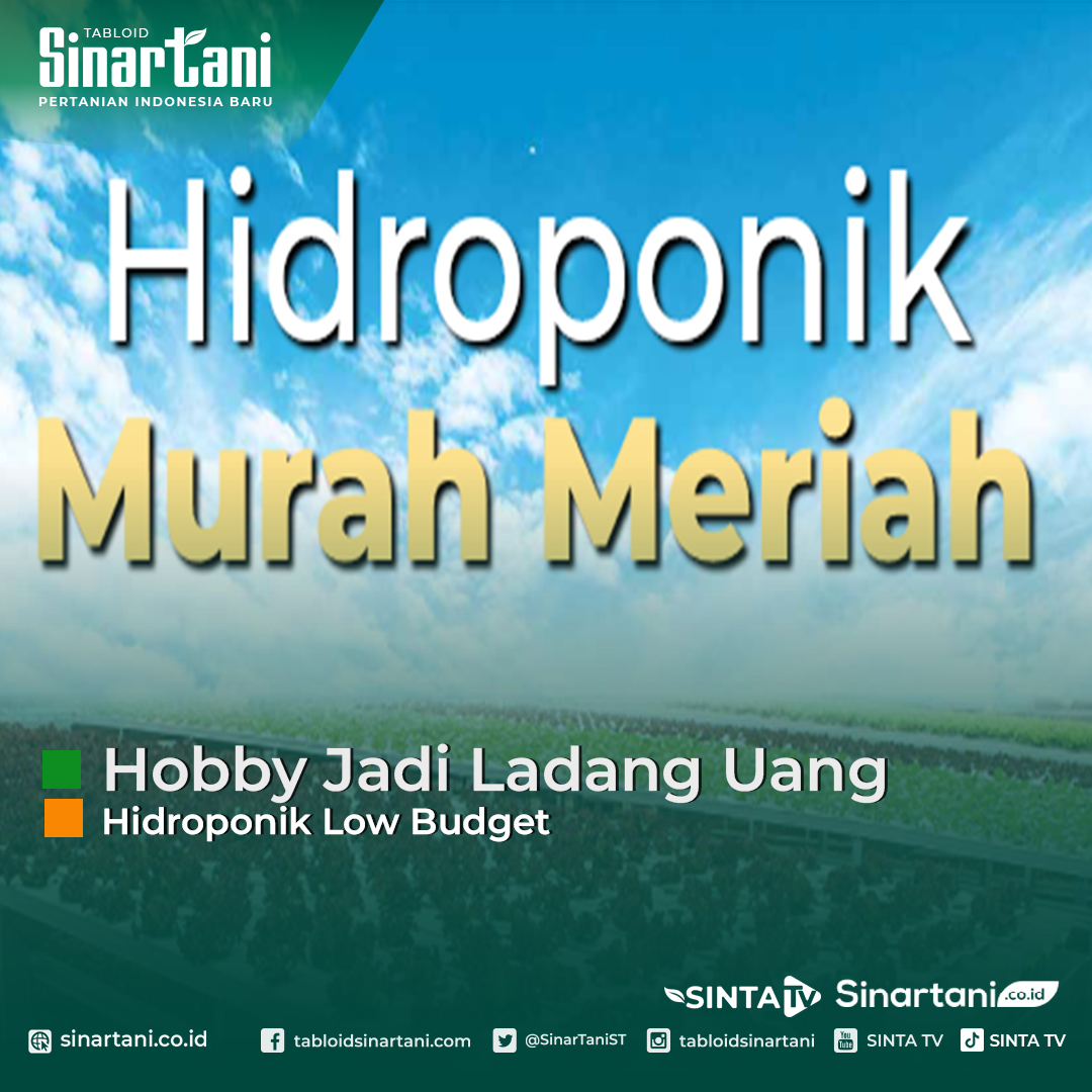 SinarTaniST's tweet photo. Budidaya hidroponik kini menjadi tren di masyarakat, khususnya yang tinggal di perkotaan. Dengan lahan terbatas, warga masih tetap bisa bertani. 

https://t.co/1bBdOQOfv9

#urbanfarming #hidroponik #pertanianorganik #organik #petani #letuce https://t.co/Vub9vn7DcC