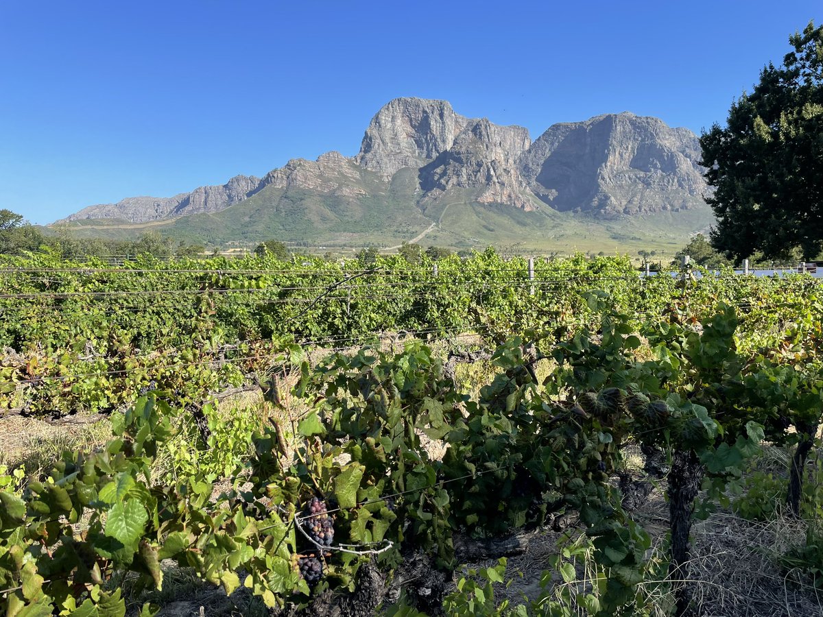 Dave Young tweet media