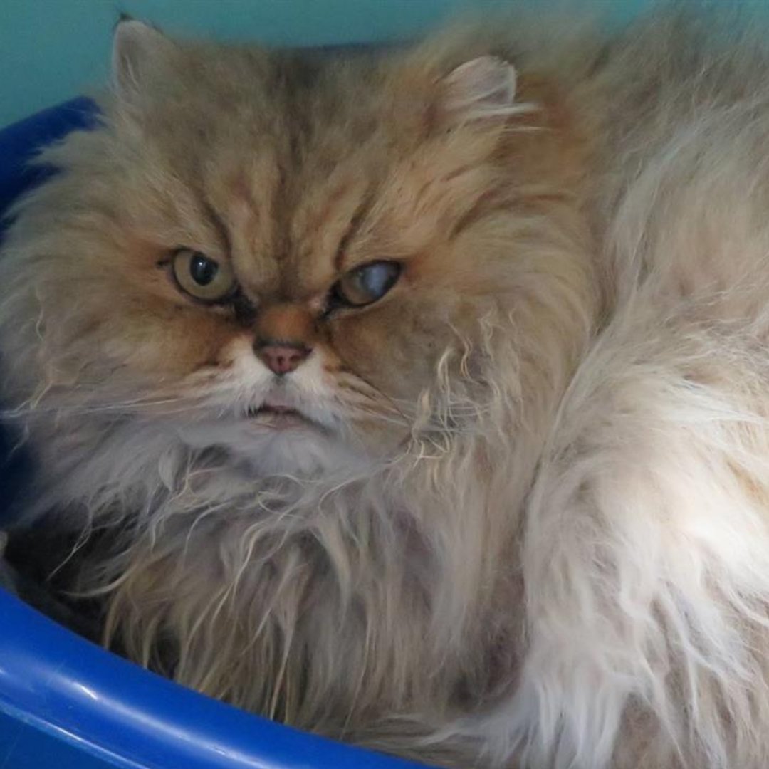 SPA_Officiel's tweet photo. Voici 3 animaux choisis par vous lors de la journée mondiale du #CommunityManager, partagez leur profil et offrez-leur une seconde chance ! 

#SPA #animaux https://t.co/DfT54CgZww
