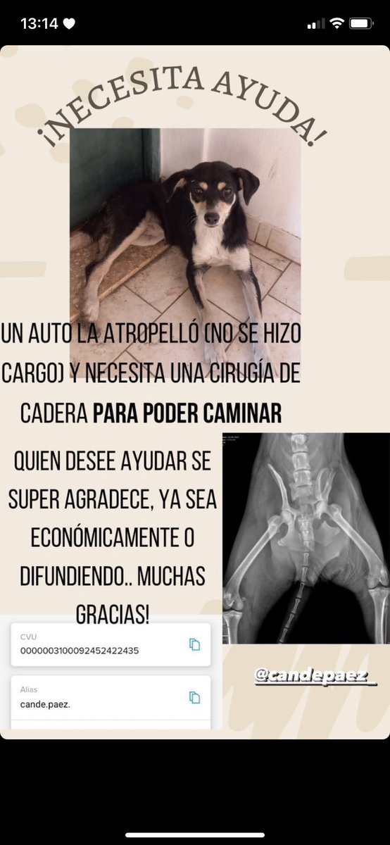Hola gente, el Lunes atropellaron a esta perrita frente en la puerta del gimnasio 1 y 60, no tuvieron ni la delicadeza de frenar. Una compañera se está haciendo cargo de su recuperación y mejoría.  Toda colaboración y difusión sirve! 🙏🏽✨🥺❤️‍🩹 
GRACIAS!