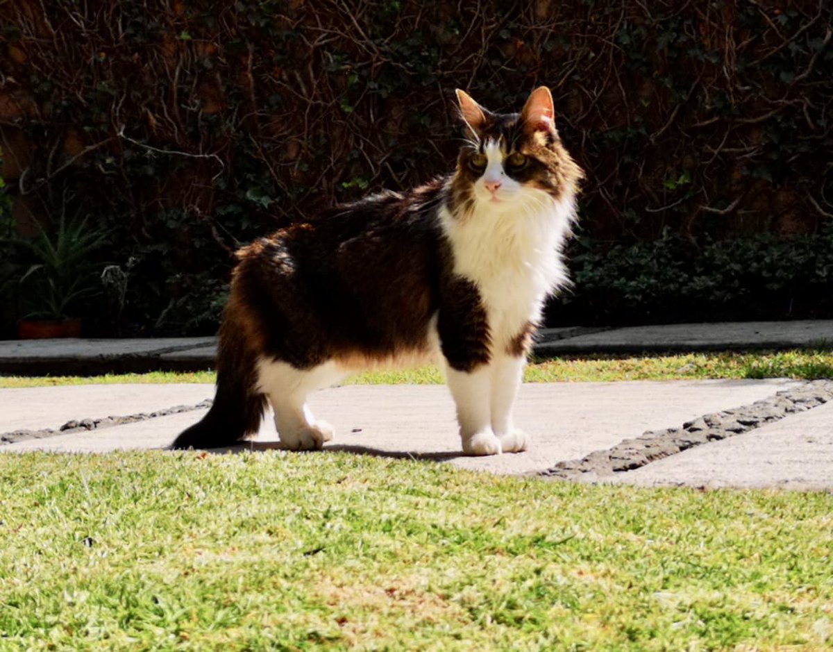 Hasardevi देवी✰ tweet media