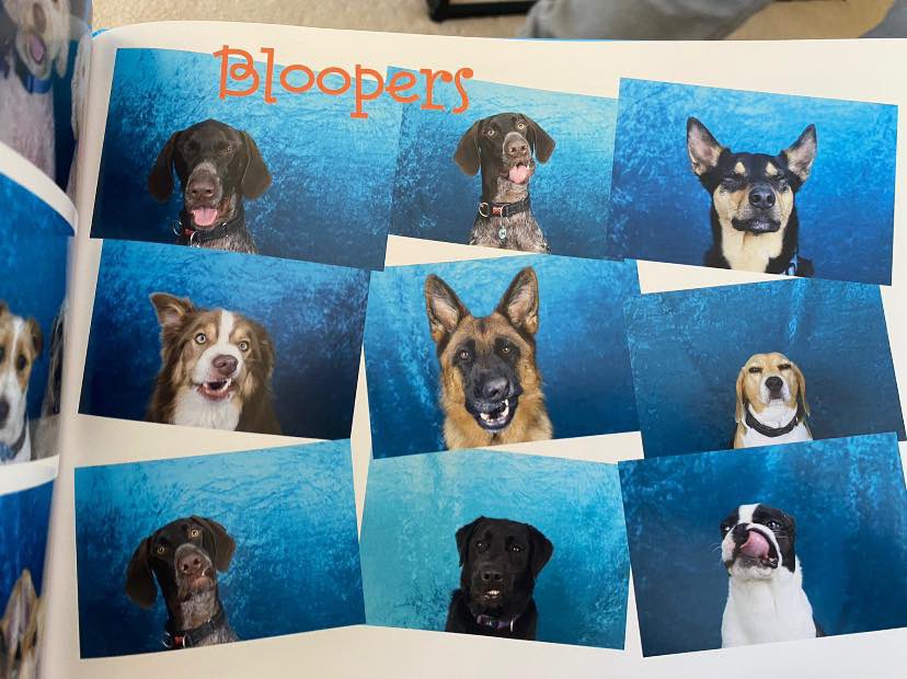 dog_rates's tweet image. This is Muffin. Her daycare had all the dogs pose for a yearbook. It even included signatures and bloopers. 14/10 for all
