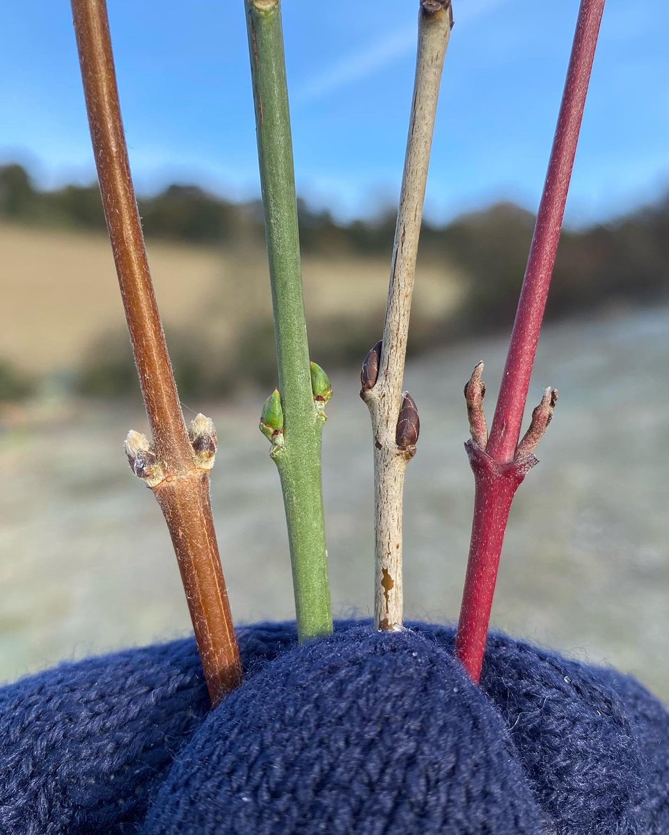 Winter trees make my heart happy 😍 For me, they turn a winter walk into a treasure hunt - there’s so much colour around if we look closely. I just *love* how they’re all exactly the same yet completely different at the same time, how head-pleasing is that?! 🤌