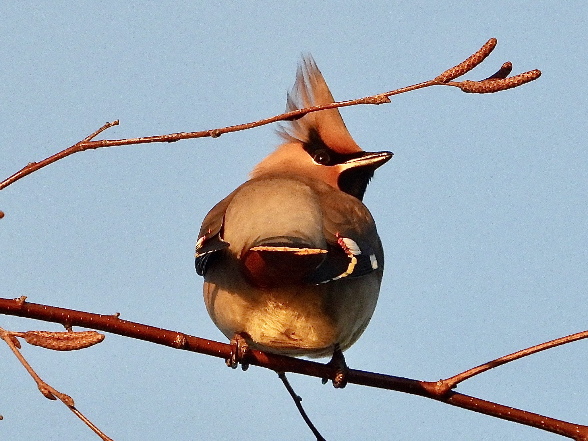 Andrew Wappat on Twitter "Few more of the six Bohemian waxwings at
