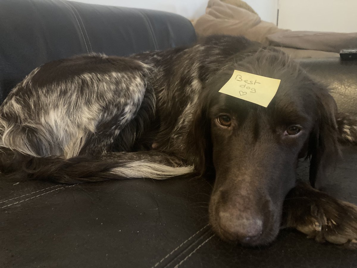 Les enfants ont apparement jouer avec Peppa & les post-it  🤷🏻‍♂️🤣« Best dog ❤️ » 🤣🤣 #chiendechasse #chassepartage #chienheureux #petitmunsterlander