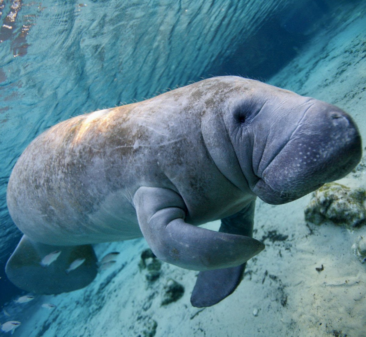 juxtapozmike's tweet photo. My croissant and this manatee are long lost kinfolk https://t.co/oIKeVFMOnG