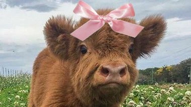 lovesickdoe's tweet photo. cows with pink ribbons https://t.co/txRKXl26Vq