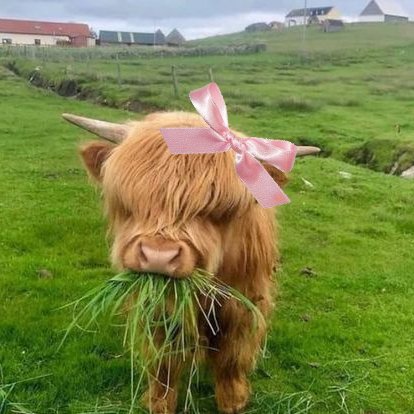 lovesickdoe's tweet photo. cows with pink ribbons https://t.co/txRKXl26Vq
