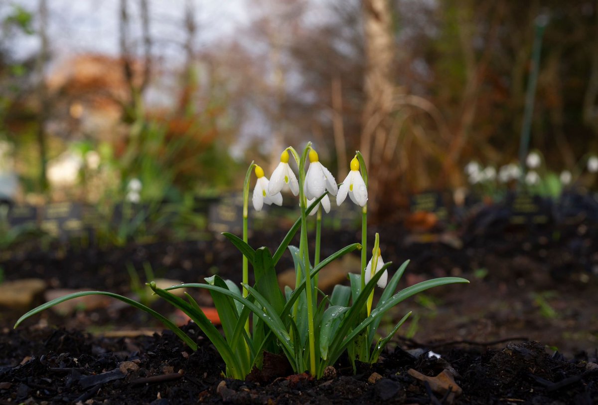 Lymmallotment's tweet photo. Some #snowdrops flowering in the garden this week. #Galanthus nivalis, ‘G. Spindlestone Surprise’, G. ‘Trumps’ and G. ‘Wendy’s Gold’. https://t.co/ZiHR039hqv