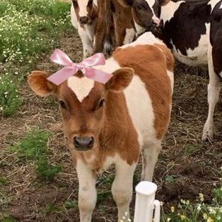 lovesickdoe's tweet photo. cows with pink ribbons https://t.co/txRKXl26Vq