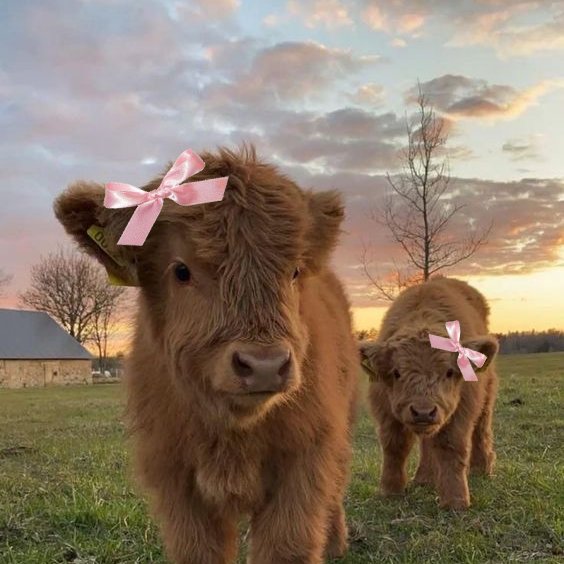 lovesickdoe's tweet photo. cows with pink ribbons https://t.co/txRKXl26Vq
