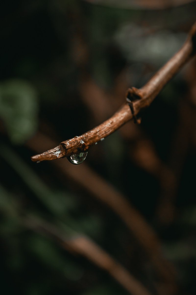 LuizTeles21's tweet photo. Detalhes em um dia chuvoso.

#NaturePhotography #natural https://t.co/IMIJeUCLrm