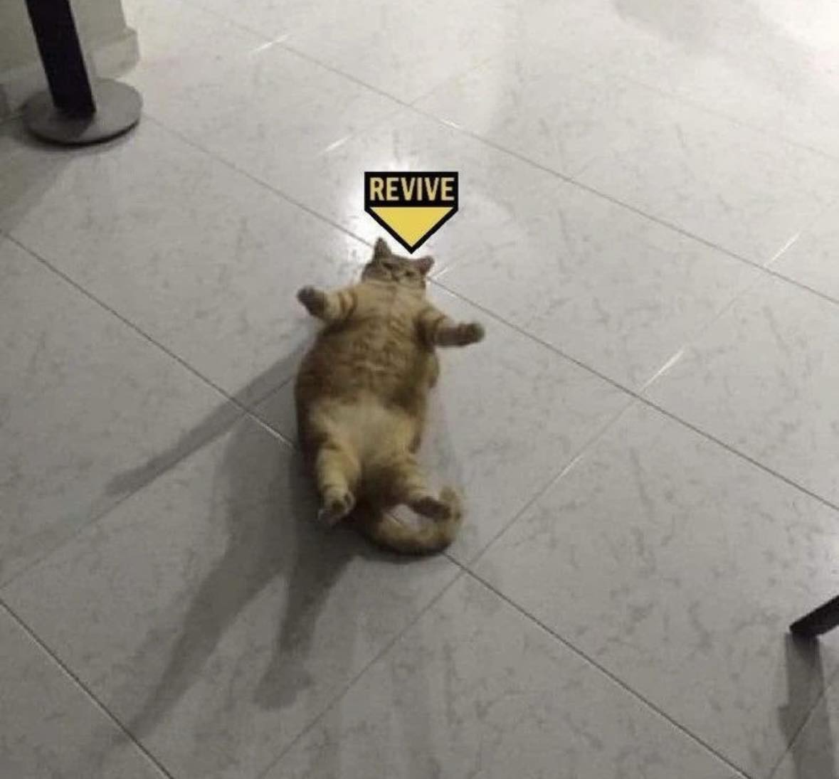 CATBRAINCELL's tweet photo. https://t.co/wau4syWkUt