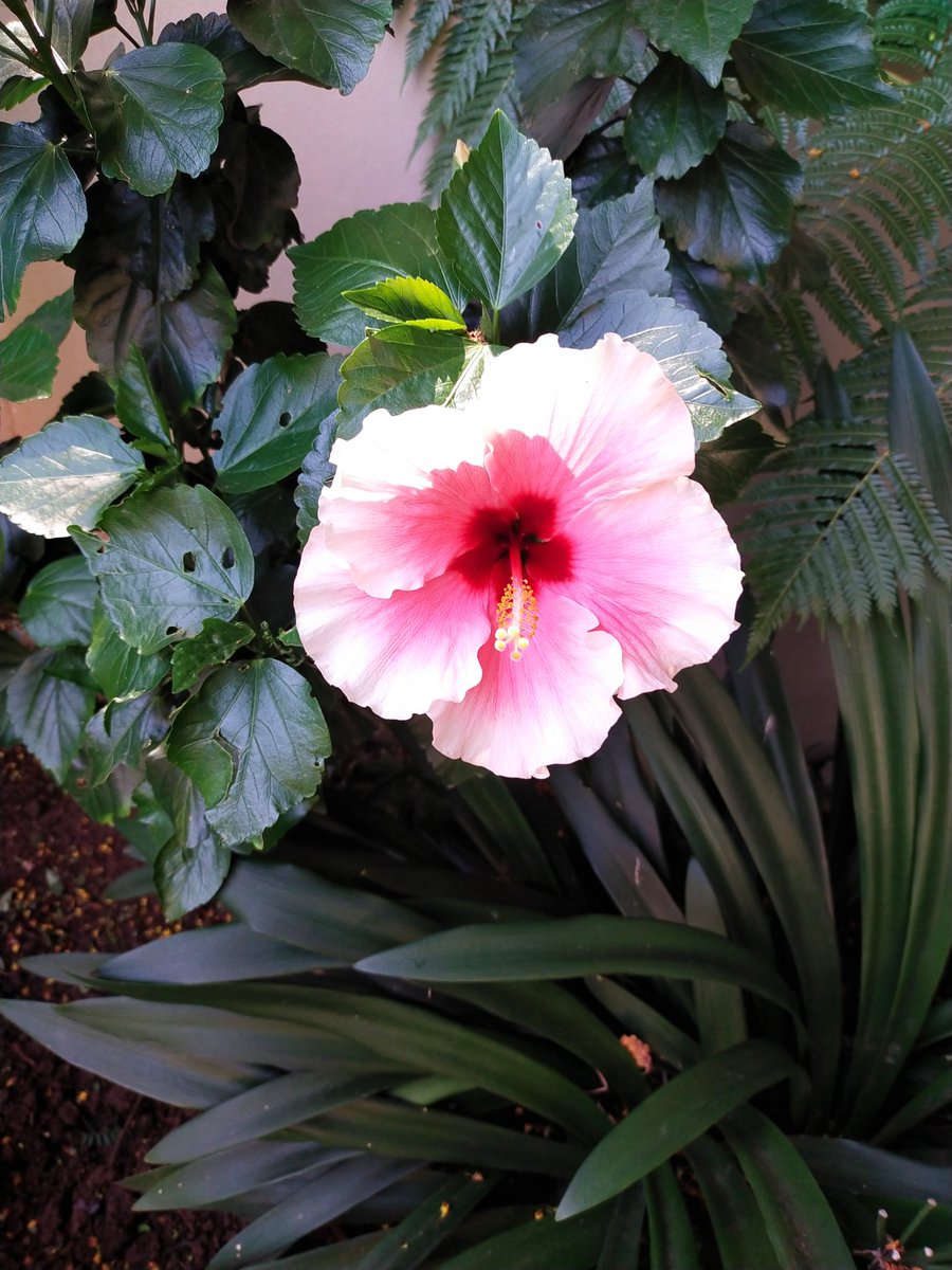 InamiiNkosi's tweet photo. Pretty pink flowers
A Hibiscus rosa-sinensis 🌺
#hibiscus #shoeblackplant #chinesehibiscus https://t.co/NBRvipCQL5