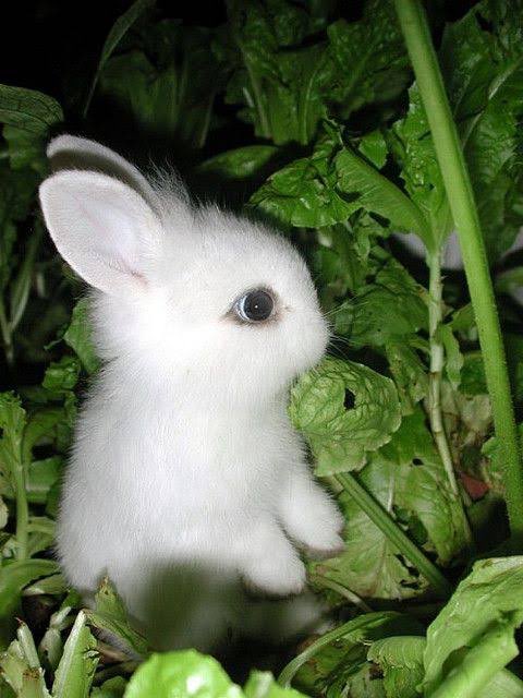 MartinsOTF's tweet photo. @BunniesInChina My sick bunny 🥺 https://t.co/sT2woQu1gU