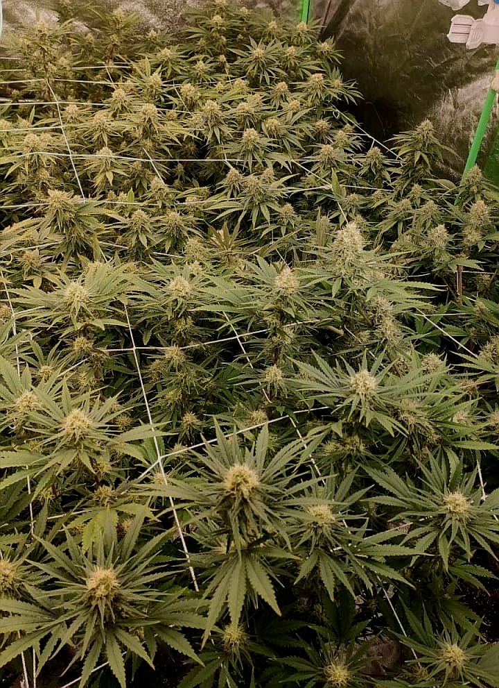 pyramidseeds's tweet photo. Los efectos de la Galaxy son mayormente físicos (hiperactividad), aunque también estimula un poco la mente y mejora la capacidad de concentración.
https://t.co/7gxi0Fs1bL
#weedphotography #seedsbank #legaliza #cannabisstrains #culturacannabica #semillasdemarihuana https://t.co/quYeQvj2gm