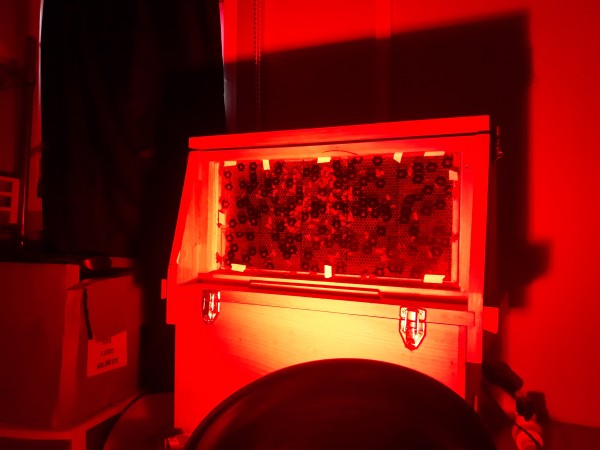 🍯 Feed or Fight? How a #honeybee hive's culture influences their choice.

✅ Learn more - ow.ly/hLYO50MursK

#savethebees #beehives #beekeepers #scientists #insects #plantlife #biodiversity