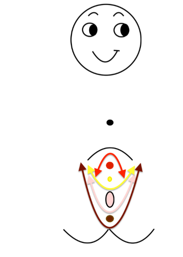 The DIY Bladder and Pelvic Floor Programme tweet media