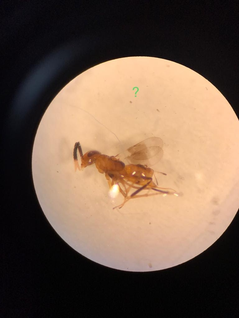 Encyrtidae es una familia diversa de avispas parasitoides, sus principales huéspedes son hemipteros. Hemos encontrado amplia diversidad en muestras de trampas malaise en Texcoco, Edo. Mex.