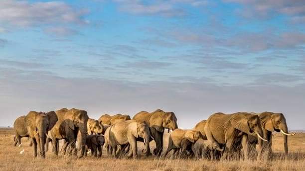 Tarangire National Park is the home 🏠 of elephant in #Tanzania 

#visittanzania #unforgettabletanzania #royaltourtanzania