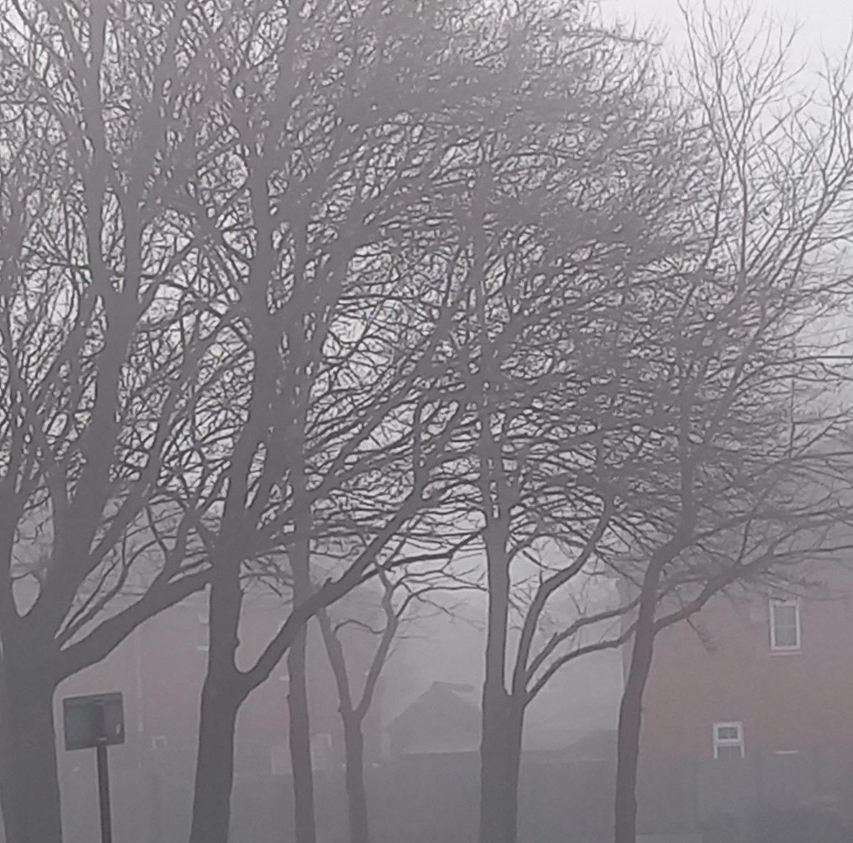 hartlepoolhelen's tweet photo. A freezing foggy afternoon in Darlaston #TreeCop https://t.co/Lsr3CBAesw