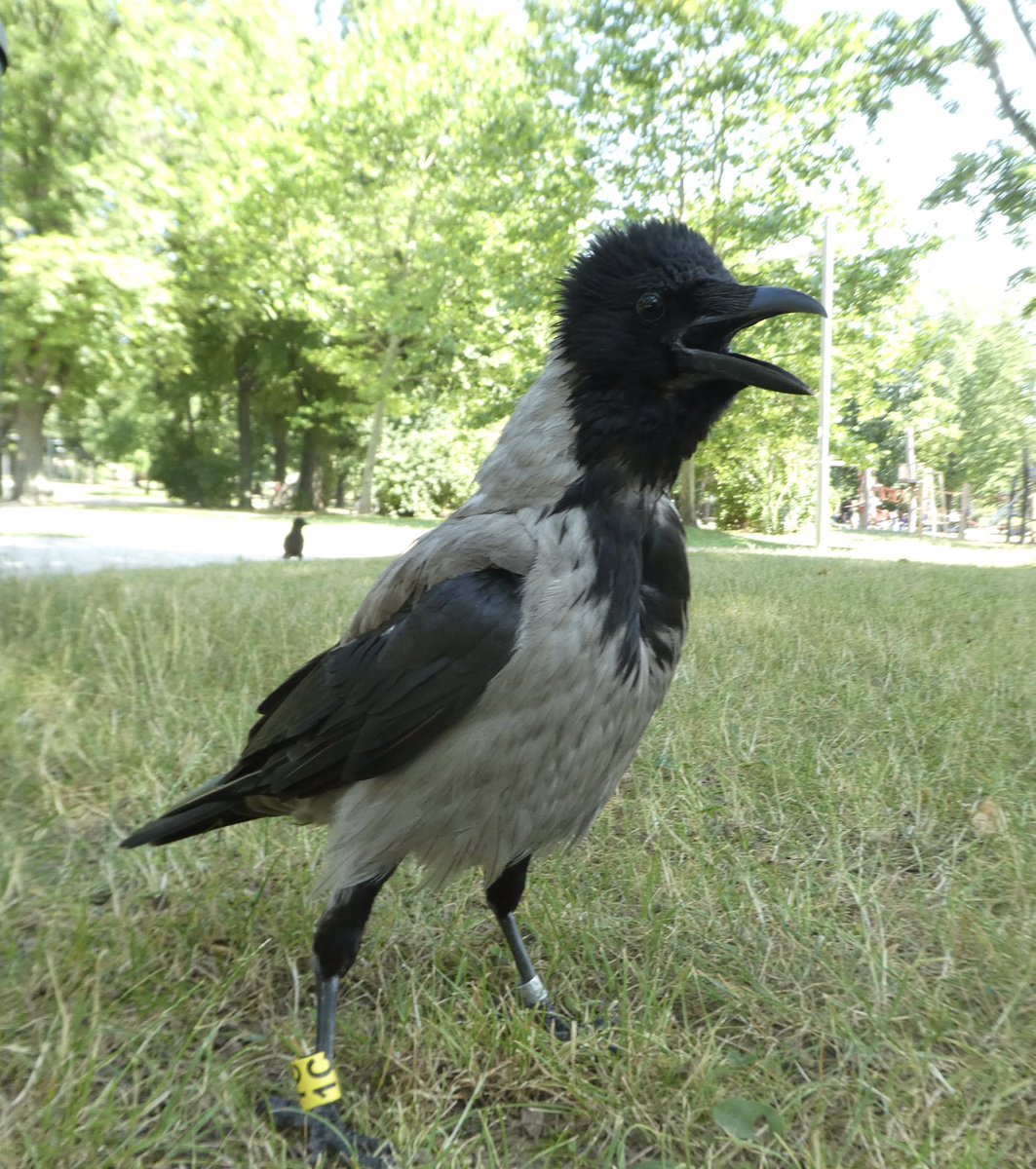 Vienna City Crows tweet media