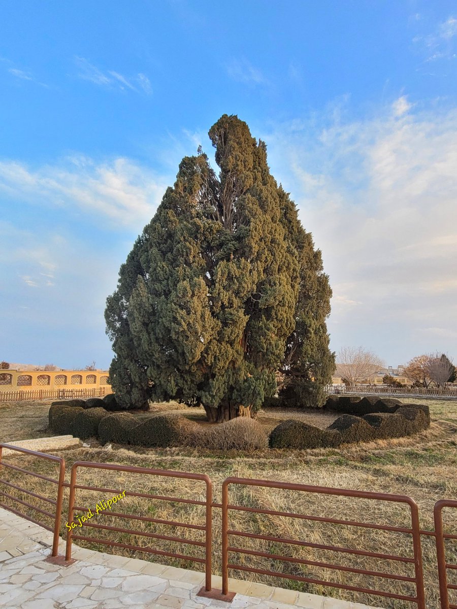 Cypress of Abarkuh(Live fossils) Cuppresus sempervirens Today, Abarkuh, Yazd, Iran This tree has lived on earth for more than 4000 years! Thousands of years have come and gone and this tree has kept living! If it could talk, I bet it had a lot to tell!