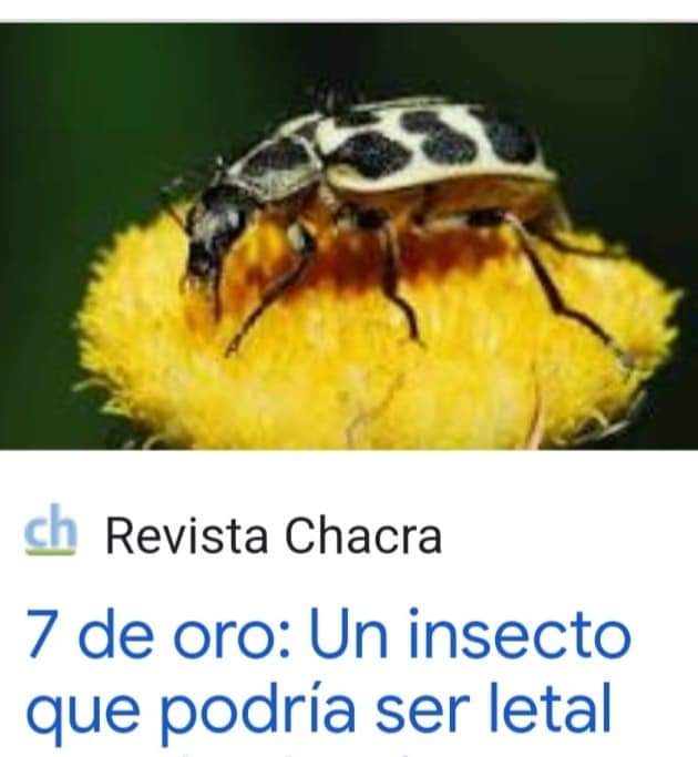 Voluntarioscab's tweet image. Este es el villano del momento, el #ESCARABAJO #NUEVEDEORO parece una inocente vaquita de San Antonio, pero sus toxinas fuertemente ingeridas por nuestros caballos puede ser #LETAL.
#ATENCION 
#campo 
#rural