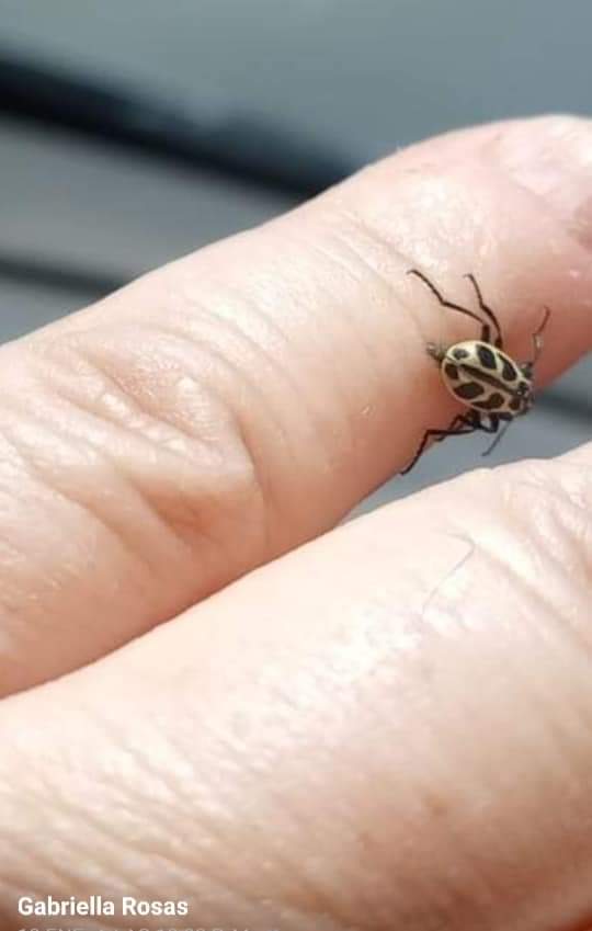 Voluntarioscab's tweet image. Este es el villano del momento, el #ESCARABAJO #NUEVEDEORO parece una inocente vaquita de San Antonio, pero sus toxinas fuertemente ingeridas por nuestros caballos puede ser #LETAL.
#ATENCION 
#campo 
#rural