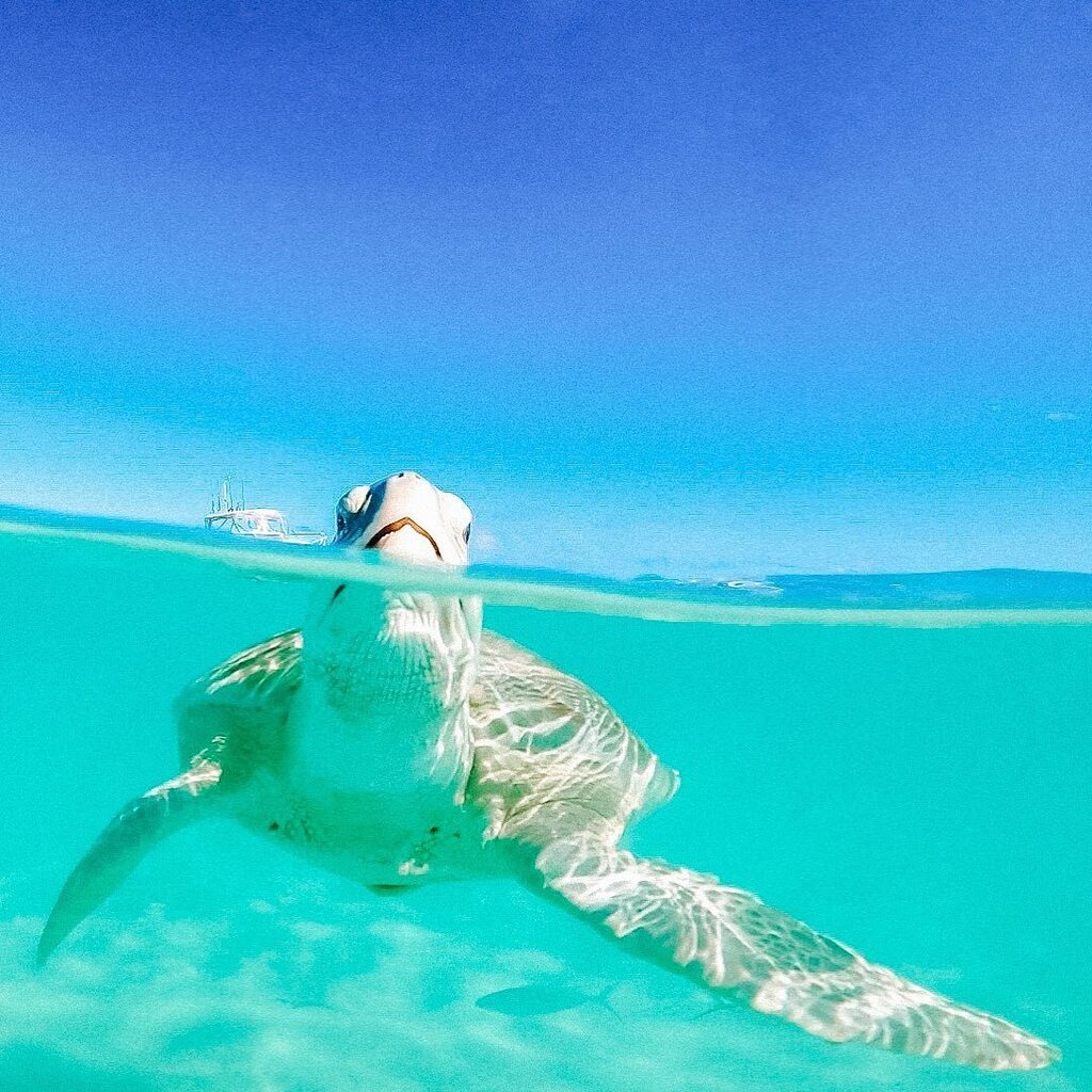 Valentines Resort tweet media