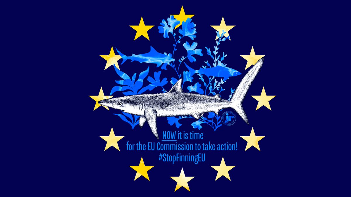 Hunting #sharks for their fins can only end with a trade ban for loose fins! 🦈🇪🇺 

#StopFinningEU,  supported by over 1,1 million EU Citizens, demand a #FinBanNow from <a href="/EU_Commission/">European Commission</a> <a href="/EUparliament/">European Parliament</a> @verajourova @vsinkevicius @TimmermansEU
 
🎨 <a href="/JaninaRossiter/">Janina Rossiter</a>