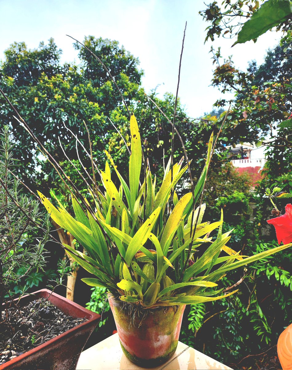 MarianneBertr57's tweet photo. #Oncidium #orchid #orquidea promise: Dispatch from #xico Veracruz ♧♧♧
I counted 14 #flowerspikes 
☆☆☆★☆☆☆
Whhoo-whooo 
#flordemayo #dancingladies
*** happening now ***
Fighting aphids off of them, too. Grrr. 🤔 https://t.co/n6bSiZ4Nmr