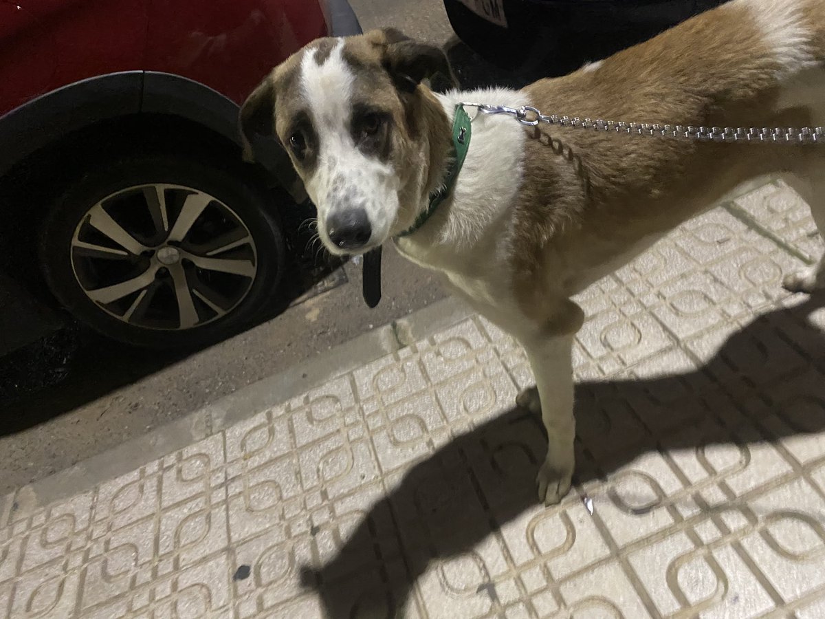 🙏🏽AYUDA🙏🏽

No tiene chip. Lo tenemos nosotros hasta mañana al menos. Calle Alazan