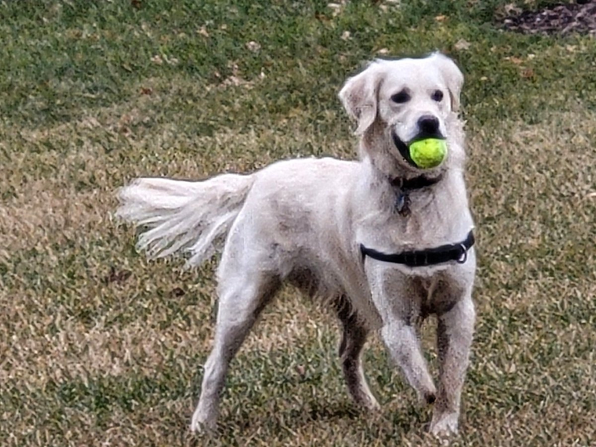 MikeFerlazzo's tweet image. .@WNEP reporter @NikkiKrize interviews @BucknellU @BU_ENGR student Will Carcieri, while Emma O'Shea and Grace Adams attend to Doug, a three-legged Golden Retriever who they are designing a #prosthetic leg for as an #Engineering senior design project. The story airs this evening.