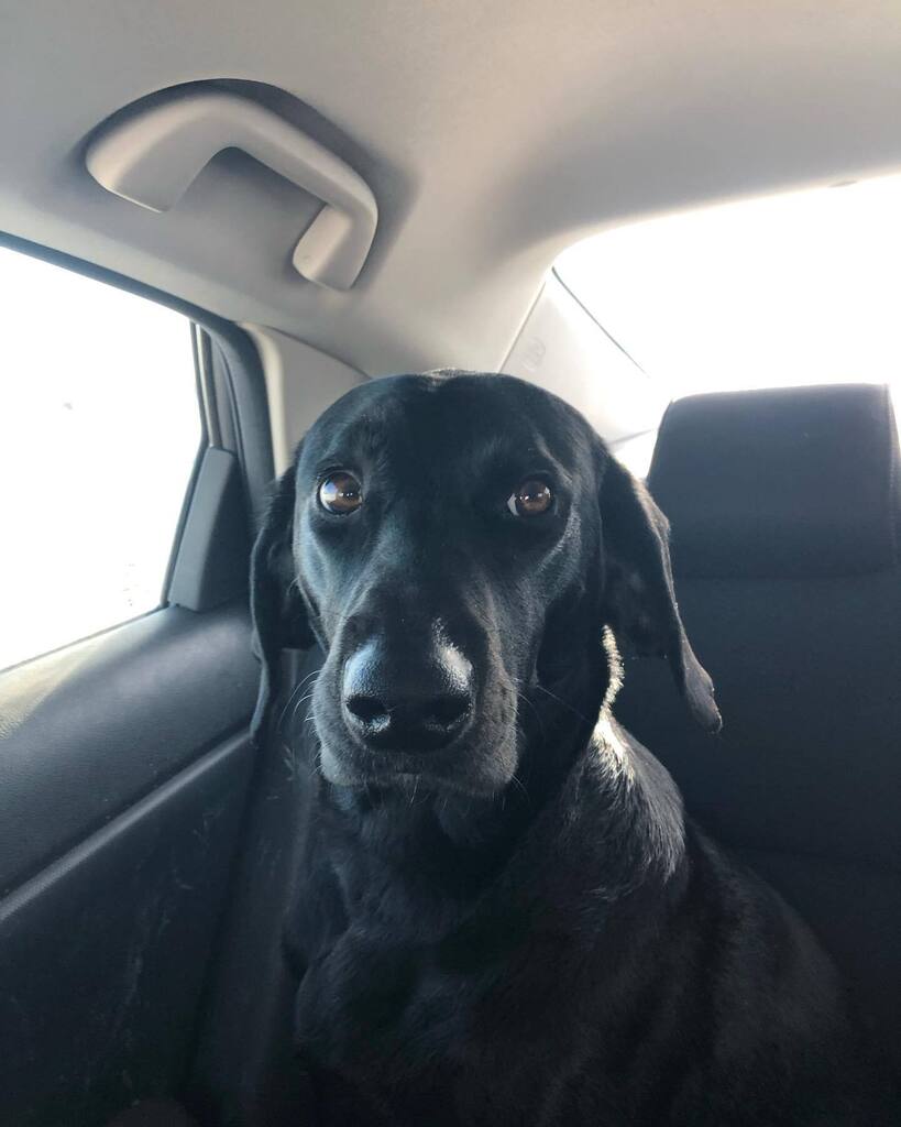 jeffcameron's tweet photo. Are you sure about this Dad? It looks insane out there?!?!? #blacklabrador #labradorretriever #blacklabsofinstagram #labsofinsta #blacklab #twitter https://t.co/6iOhVFSTC1