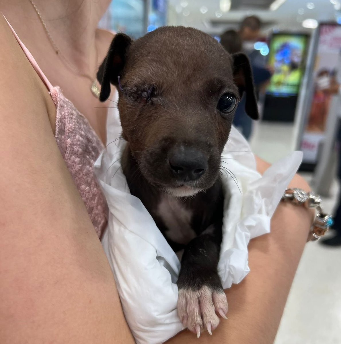 JaraOdette's tweet photo. Perrito bebé en adopción, lo rescatamos de muy malas condiciones de vida, tiene menos de 2 meses, es Macho y necesitó operación en el ojito pero ya está estable y listo para ser adoptado, Buscamos un hogar responsable y que le de mucho amor, amigos ayúdenme compartiendo porfis 🫶🏻 https://t.co/77ASJ7keE8