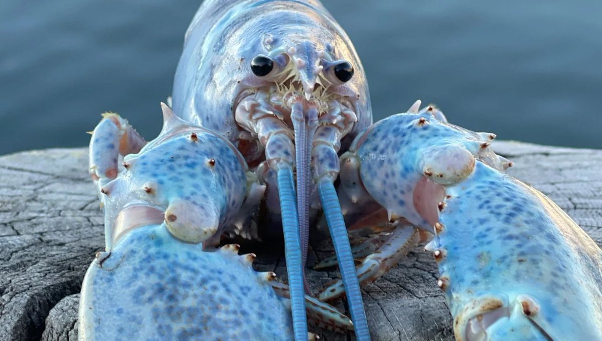 MrMacsAccount's tweet image. Freaky fun fact: the American lobster has asymmetrical claws, one is bigger for crushing stuff like bone and the other is meant for cutting meat. That's like if one of your hands was a body builder's hand, and the other was like... a pair of scissors. #ICT362 #mbedchat