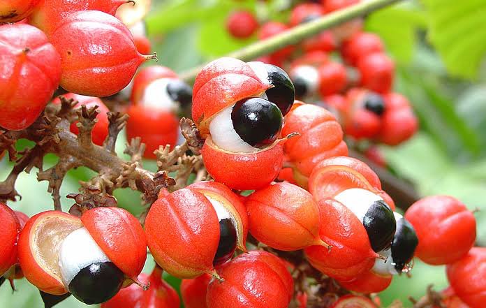 Gringos are loosing their mind over the Cashew fruit? Wait until them find out how the GUARANÁ fruit looks like 👀